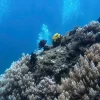 鲸鱼岛度假之旅 — 四日游