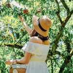 采摘李子是来到莫甲不可缺少的体验。