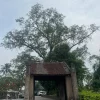 Pagodas y Aldea Duong Lam 2025