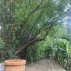 Pagodas y Aldea Duong Lam 2025