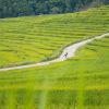 Trekking Aventurero en Pu Luong