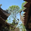 Pagodas y Aldea Duong Lam 2025