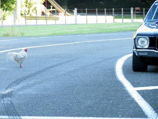Image: Een Avontuur op De Chicken Road Slot in Nederland