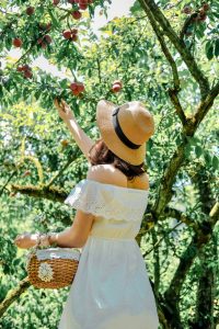 La cueillette des prunes est une activité incontournable lors d’une visite à Moc Chau.