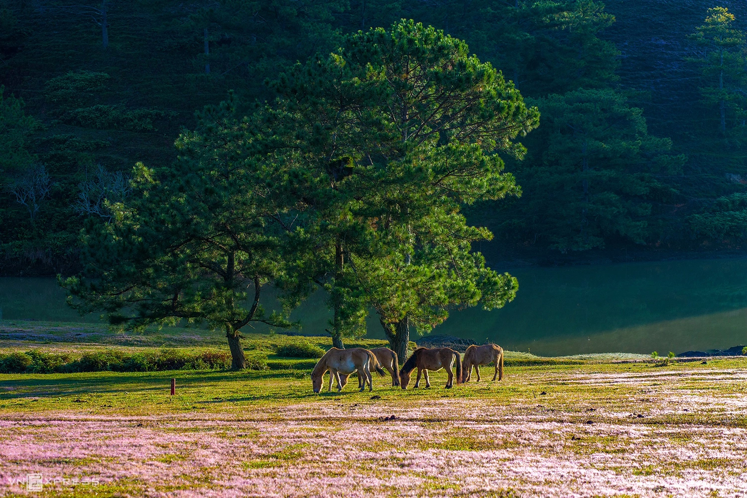 La colline d’herbe rose à Đà Lạt