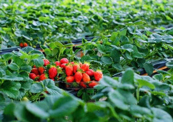 Les fraises sont l’un des fruits emblématiques de Đà Lạt.