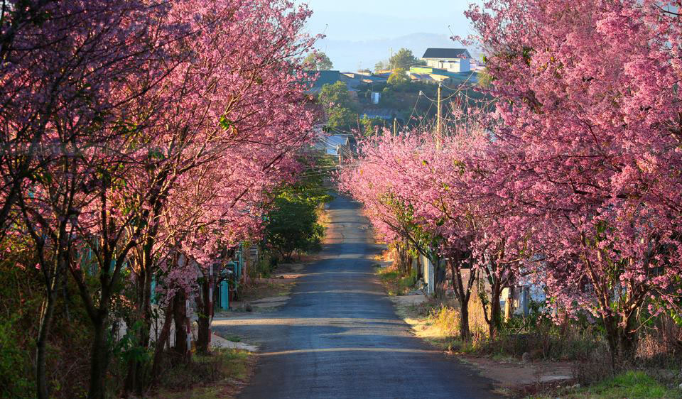 Đà Lạt s’illumine de couleurs éclatantes avec la floraison des fleurs de pêcher.