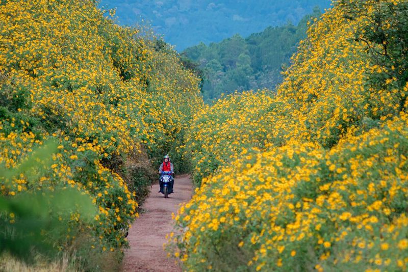 Les fleurs de dã quỳ fleurissent en jaune éclatant le long de toutes les routes.