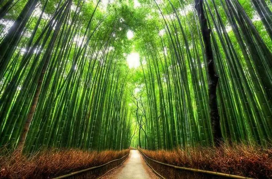 La forêt de bambous de Sagano