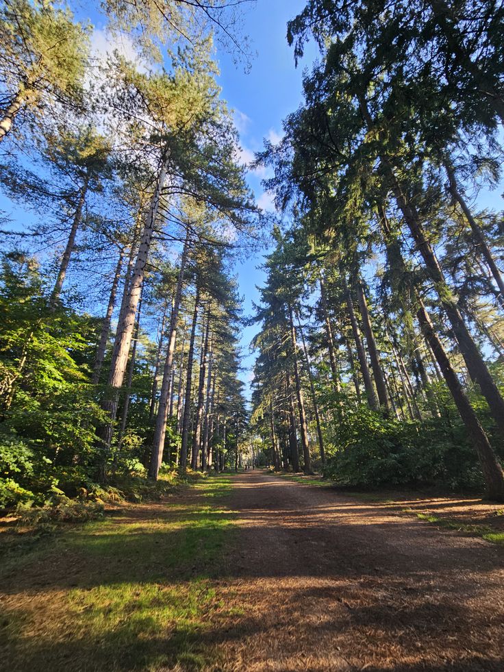 Le lieu des scènes de forêt dans Harry Potter