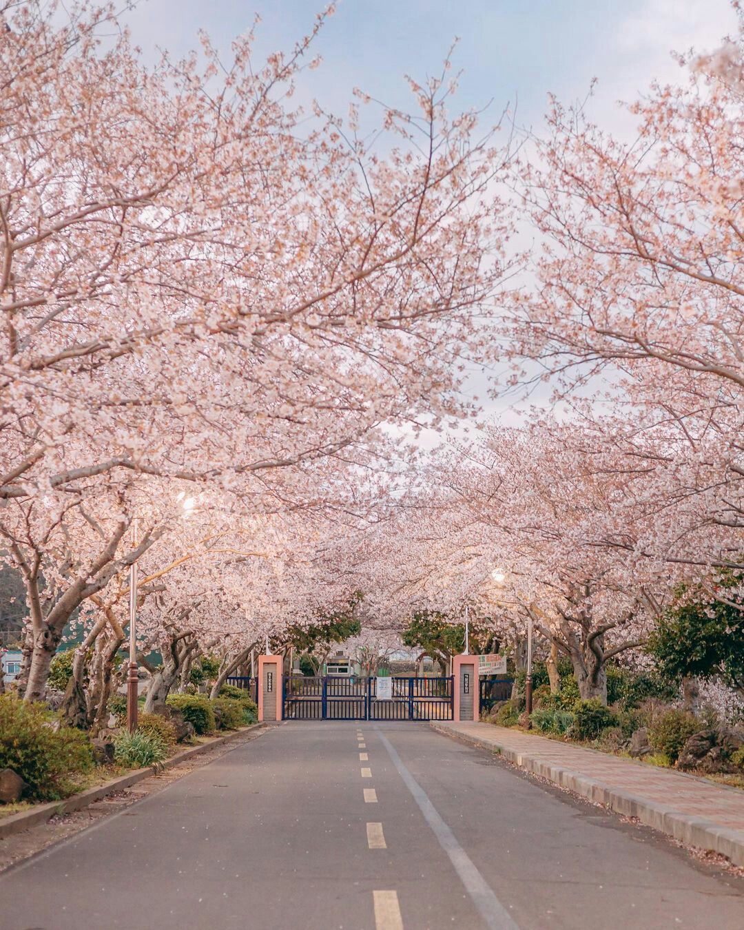 Les fleurs de cerisier sur l’île de Jeju.