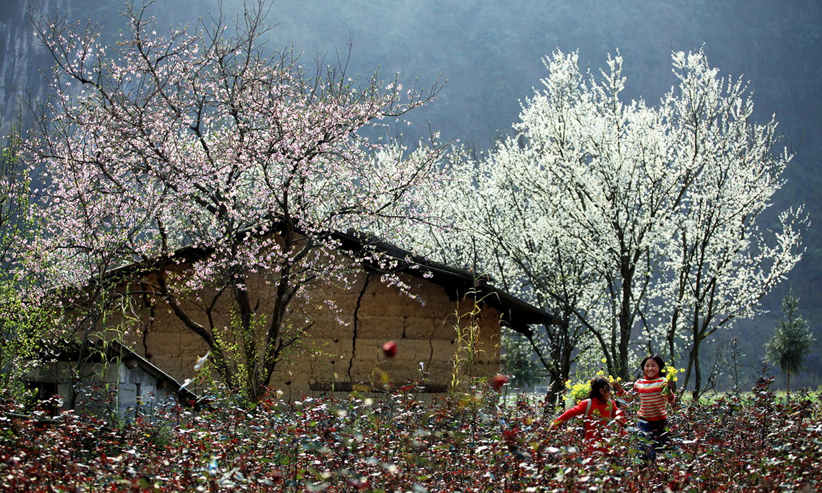 I fiori di ban sbocciano rigogliosi a Sapa.