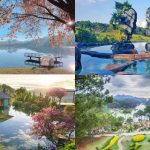 ダラットで最も美しくロマンチックな花の季節トップ5