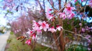 ダラットの花の季節：新年の初めに桜が咲きます。