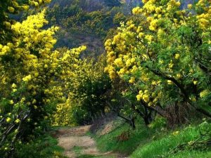 ダラットのミモザの花の季節。