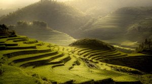 美しい段々畑を眺める