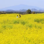 3 Flower Seasons In Jeju You Don’t Want To Miss