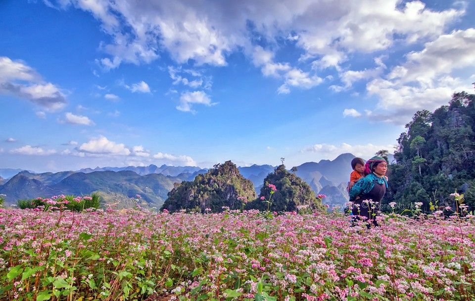 Flower sasons in Vietnam