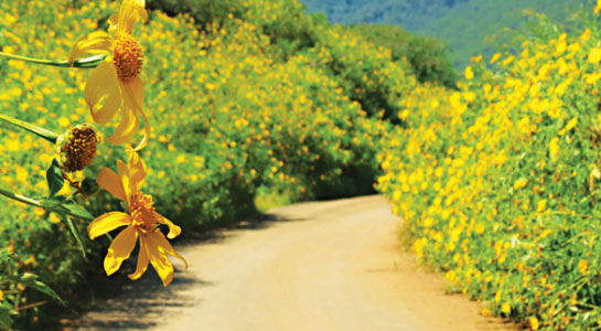 Flower sasons in Vietnam