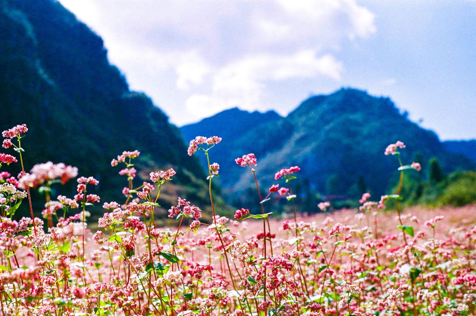 Flower sasons in Vietnam