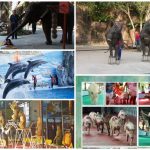 Explore Sriracha Tiger Zoo in Thailand with Focus Asia Travel