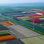 10+ stunning photos of tulip fields in the Netherlands