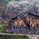 10+ photos revealed the beauty of Ha Giang in bloom season