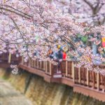 Cherry blossom festival Korea 2021 — Top 5 cherry blossom festivals in South Korea in 2021