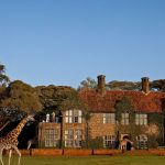 Enjoy interesting breakfast with giraffes at Giraffe Manor in Kenya