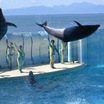 Top aquariums in Tokyo: 3 best aquariums in Tokyo and around