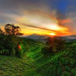 Exploring Cameron Highlands – A peaceful place in the heart of Malaysia