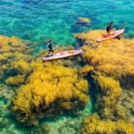 Hon Kho during the sargassum season : The best time to explore