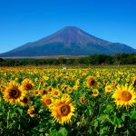 The 7th month returns, bringing the color of sunflowers to Japan.