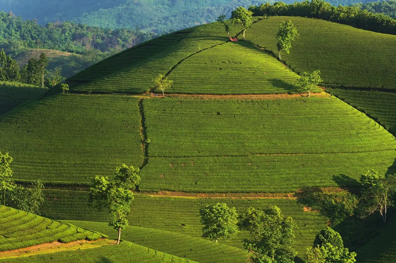 Scenery of Long Coc tea hill