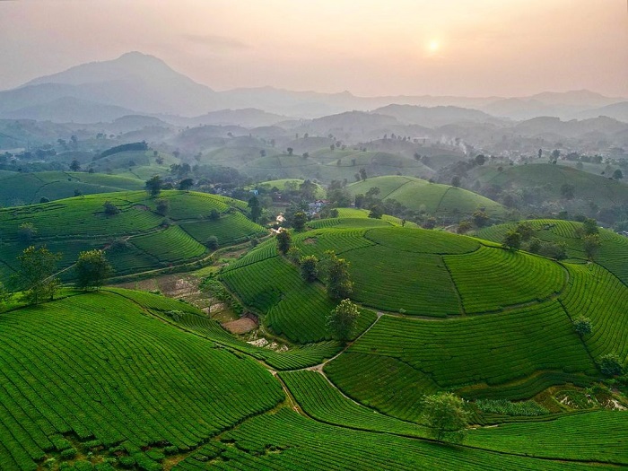 Visitors can visit Long Coc tea oasis at any time of the year.