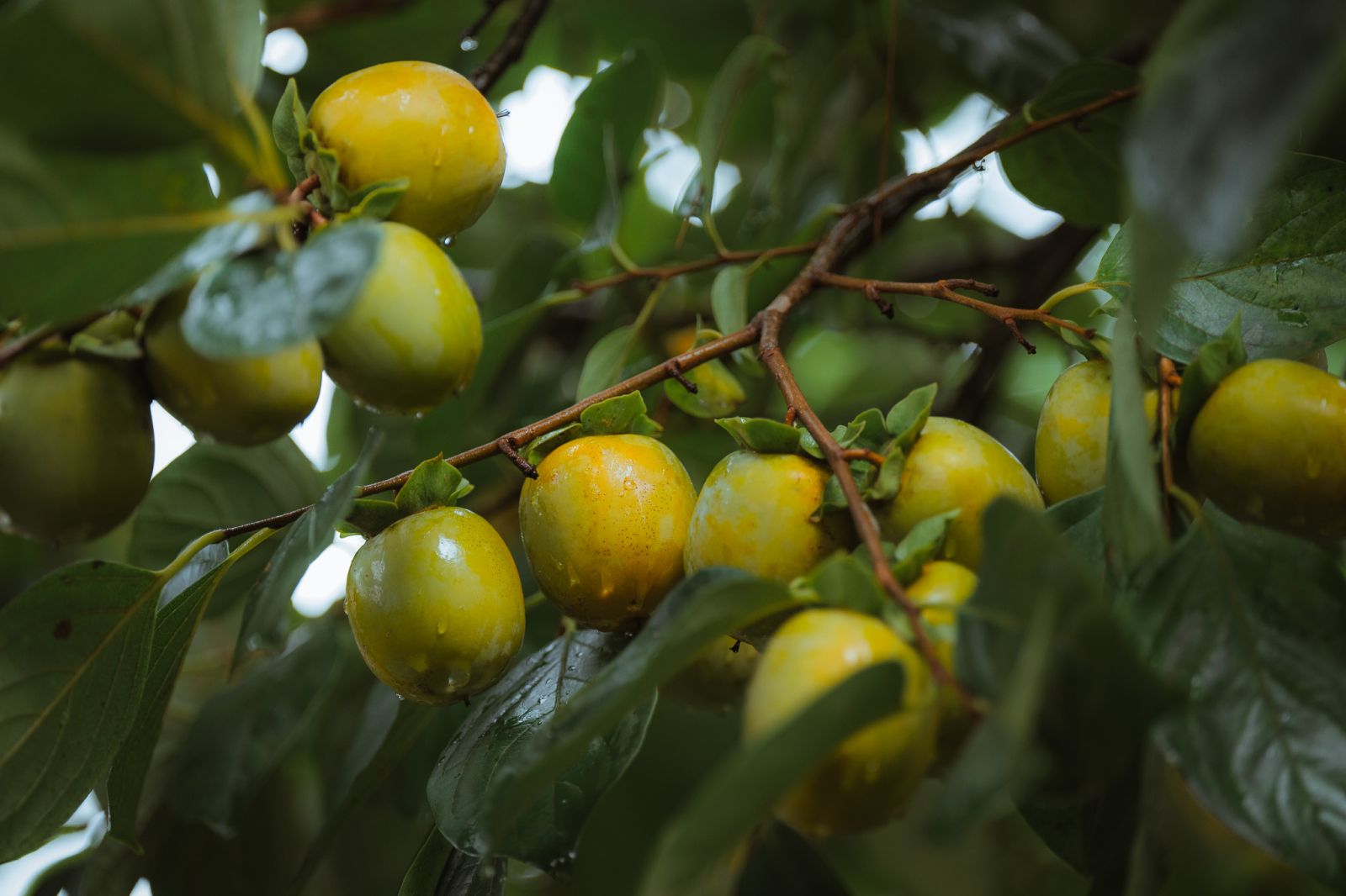 Mang Den persimmon season.