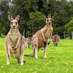 Walk with Wombats: Epic Day Trip from Sydney with Viator