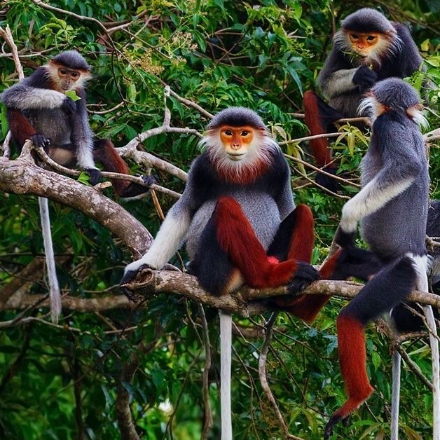 Biodiversity conservation at Cuc Phuong National Park, Vietnam