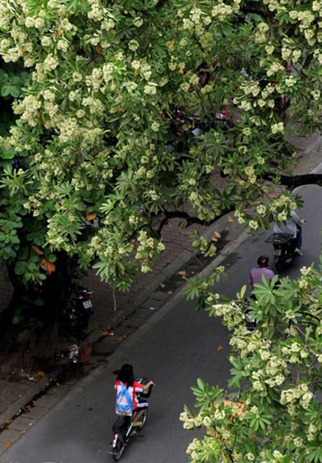 The scent of milk flowers drifts through streets across Vietnam.
