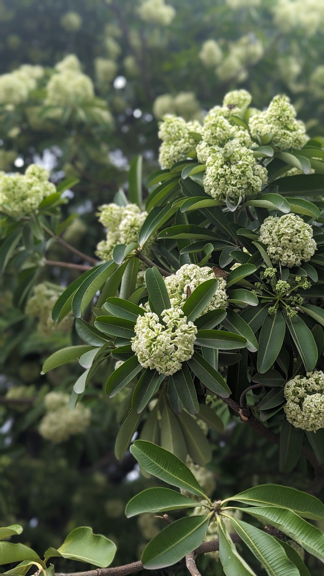 Milk flowers are widely planted along the streets of Hanoi.