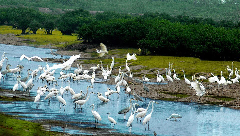 White storks at Thung Nham Bird Park, Ninh Binh.