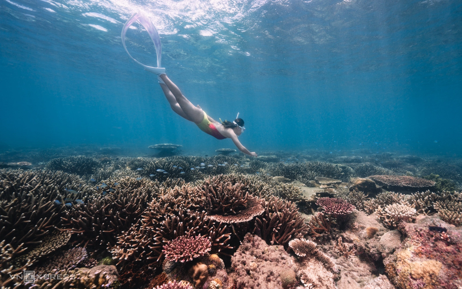 The colorful underwater world of Hon Cau, near Phu Hai, the largest island in the Con Dao archipelago.