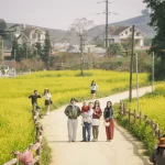 Mustard flowers paint Moc Chau’s fields golden.