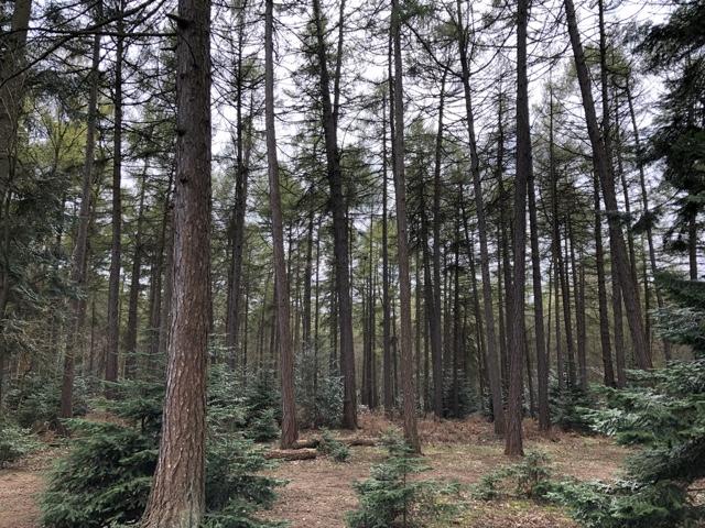 The location where many forest battles occurred in Harry Potter