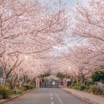 Cherry Blossoms on Jeju Island