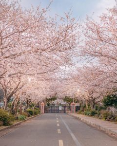 Cherry Blossoms on Jeju Island