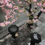 Tokyo is the residence of the Emperor