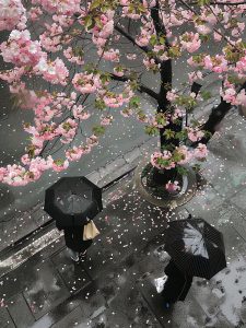 Tokyo is the residence of the Emperor