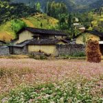 When is buckwheat flower season in Ha Giang?