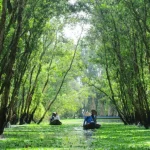Tra Su cajuput forest – A green paradise of MeKong Delta
